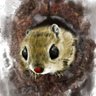 Фото профиля ももんが31号