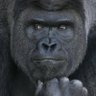 ゴリラ profil fotoğrafı