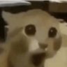 えろねこ 的头像