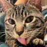 猫を食べたい0号。's profile picture
