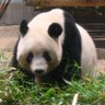 Фото профиля 🎏こいきち🐼♪̊̈