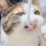 猫すん's profile picture