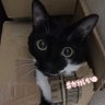 ( ๑´•ω•)۶”りちゃりちゃこ🇺🇸🇯🇵🎶 的头像