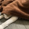 茶王 的头像