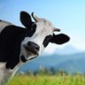 Generic Midwesterner's profile picture