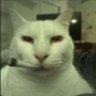 Dingus follow me on 🦋🟦's profile picture
