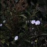shahad✨🌻 profil fotoğrafı