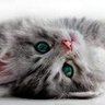 Profilbild von Cat23
