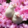 小鳥 profil fotoğrafı