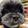 コリ 的头像