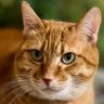 たけブログ:猫や日々のことについて徒然と。 的头像