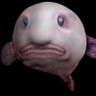 Pez Gato's profile picture