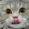Profilbild von 贊成的請舉手