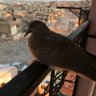 Фото профиля Muhammet Gül