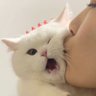 scrummyumptious's profile picture