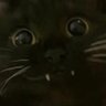 Фото профиля PussiPetter