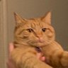 cheddar 🧡 fritz profil fotoğrafı