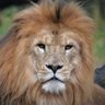 Profilbild von Abdullah
