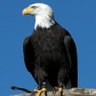 Profilbild von Beşiktaş