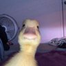 El Escurridizo profil fotoğrafı