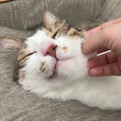Rona Lilit 蘿娜 莉莉特 黎娜 張麗娜's profile picture