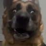 Фото профиля The German Shepherd