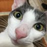Profilbild von 4匹と下僕