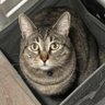 Фото профиля Veteran Nation’s Conspiracy Kitty