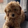 Gingertheredman. 👋🙂💛🧡's profile picture