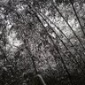 想要纯纯的ai profil fotoğrafı