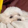 ピース フォーエヴァー profil fotoğrafı