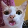 Фото профиля Kucing penjilat memek