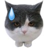 小猫老弟's profile picture