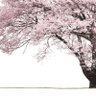まこと's profile picture
