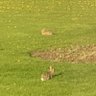 Bunnies 的头像