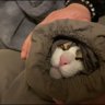 猫派(シン)🎌 的头像
