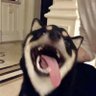 y qy q8097's profile picture
