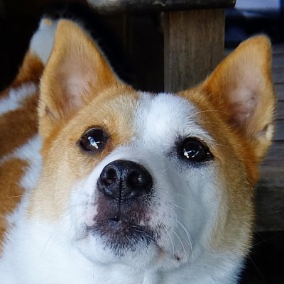 はぐれ＆けやき's profile picture