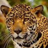Santiago del Pino's profile picture