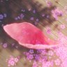 Фото профиля 初桜🌸Hatsuzakura@原神写真家