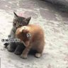 Profilbild von 小吴和困困看雪