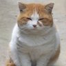 🐈⬛もべこ 的头像