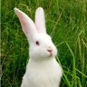 izzyrabbit 1's profile picture