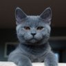 anna shantie's profile picture