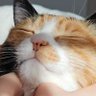 Фото профиля 집고양이 모카