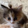 Anaa 😼 profil fotoğrafı