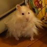 シャルア 的头像