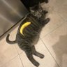 invadey profil fotoğrafı