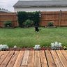 EddieGrisco profil fotoğrafı