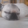 Фото профиля Pug guy